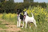 FOX TERRIER POIL LISSE 161